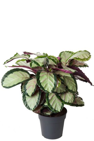 Calathea roseopicta silvia 1