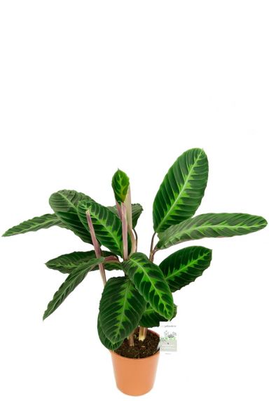 Calathea warscewiczii kamerplant 1 1