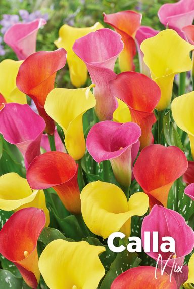 Calla mix bulbes a fleurs