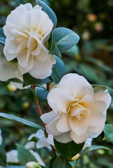 Camellia japonica winter perfume pearl plante de jardin 1