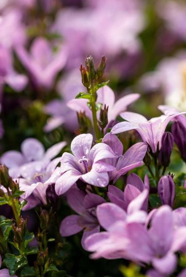 Campanula portenschlagiana ambella pink plante de jardin
