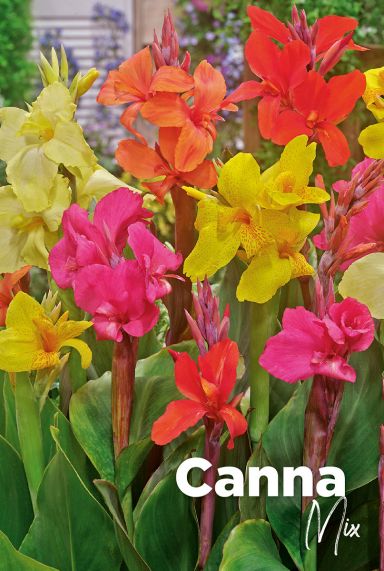 Canna mix bulbes a fleurs