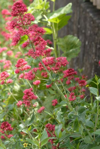 Centranthus ruber coccineus plante de jardin