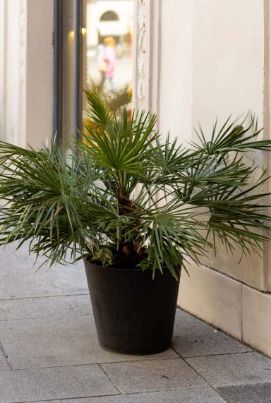 Chamaerops humilis gartenpflanze
