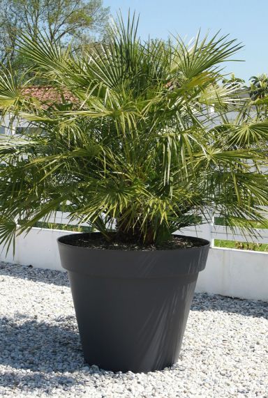 Chamaerops humilis p35 plante de jardin