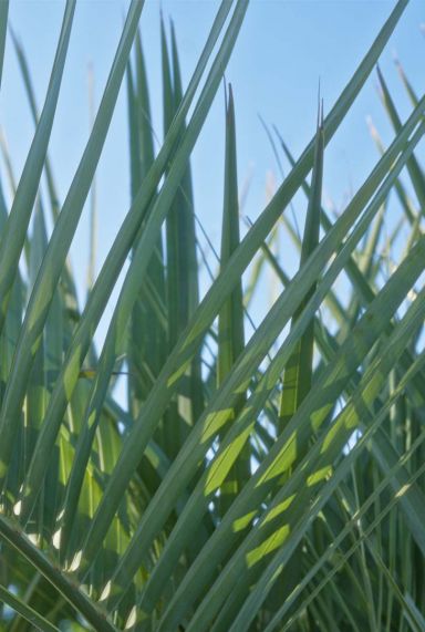 Chamaerops humilis plante de jardin p18 1