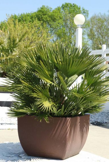 Chamaerops vulcano plante de jardin