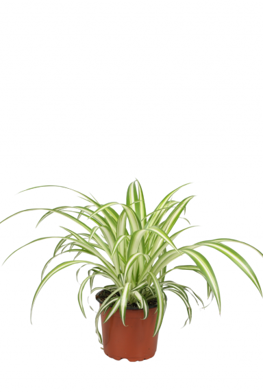Chlorophytum comosum variegatum