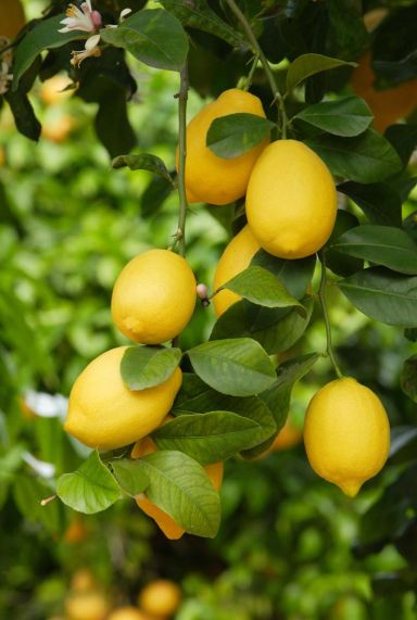 Citrus lemon plante de jardin