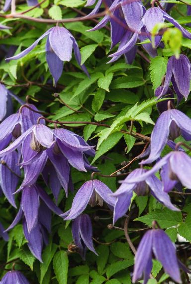 Clematis alpina plante de jardin