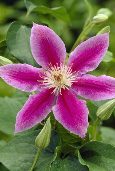 Clematis dr ruppel plante de jardin