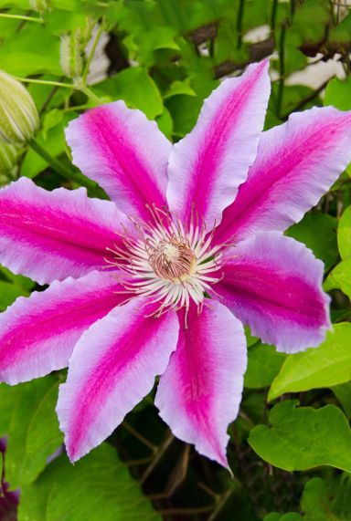 Clematis dr ruppel plante de jardin p23