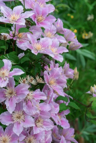 Clematis hagley hybrid plante de jardin