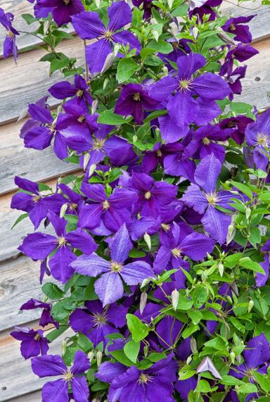 Clematis jackmanii plante de jardin