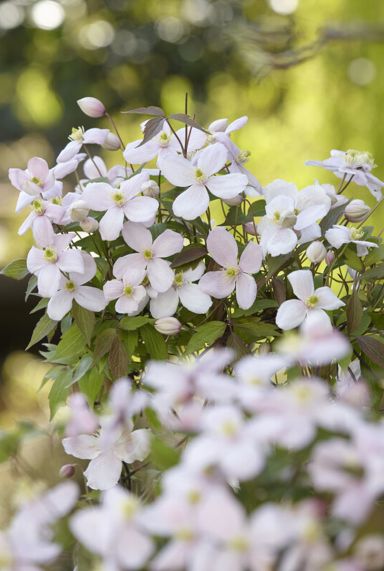 Clematis montana rubens plante de jardin