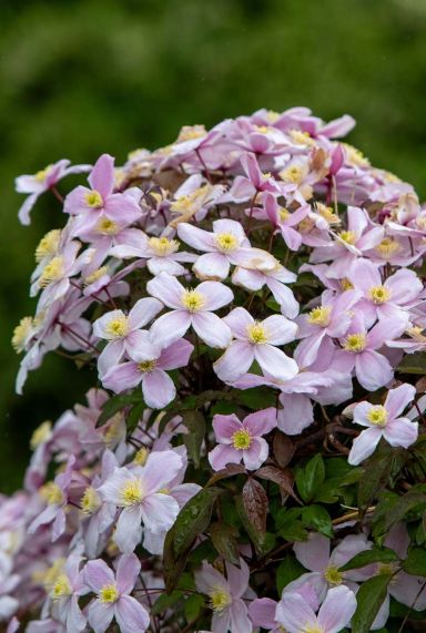 Clematis montana tetrarose plante de jardin 14