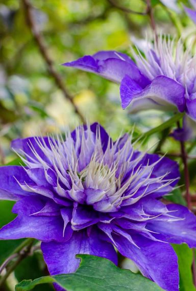 Clematis multi blue plante de jardin p23 1