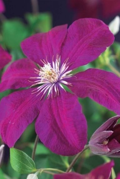 Clematis rouge cardinal plante de jardin