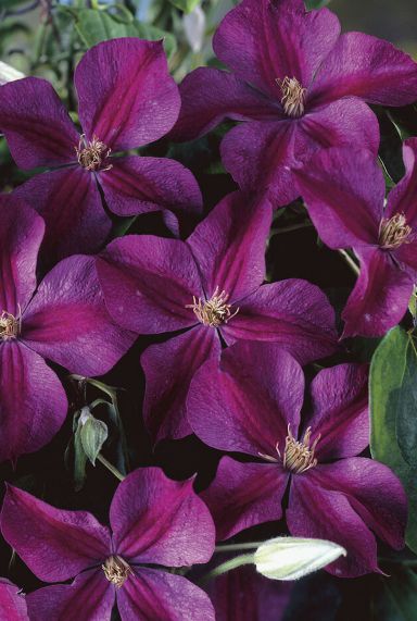 Clematis star of india plante de jardin