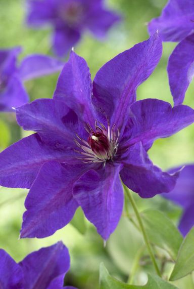Clematis the president plante de jardin 1