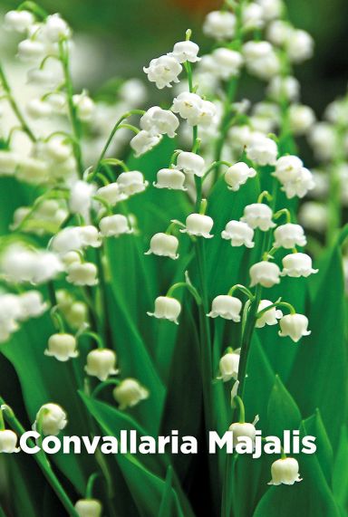 Convallaria majalis bulbes a fleurs
