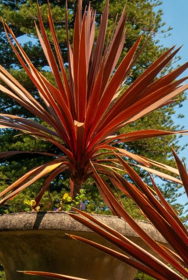 Cordyline australis red star p26