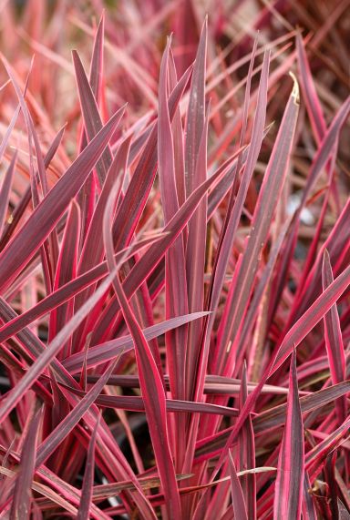 Cordyline australis red star plante de jardin