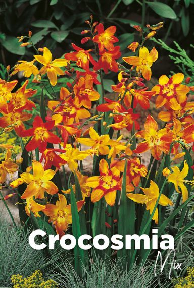 Crocosmia mix bulbes a fleurs