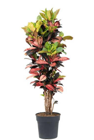 Croton iceton kamerplant 3