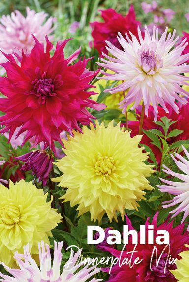 Dahlia mix bulbes a fleurs