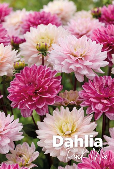 Dahlia pink mix bulbes a fleurs