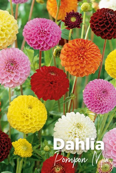 Dahlia pompon mix bulbes a fleurs