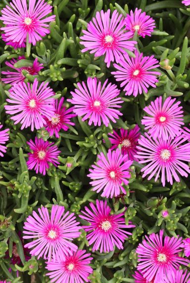 Delosperma coopei table mountain plante de jardin