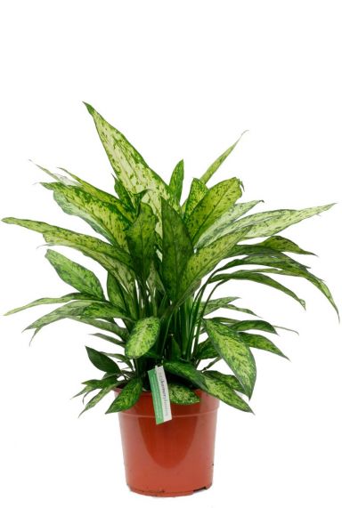 Dieffenbachia Vesuvius