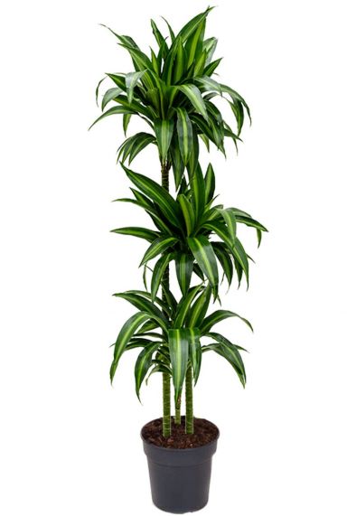 Plante d'intérieur Dracaena hawaiian sunshine 