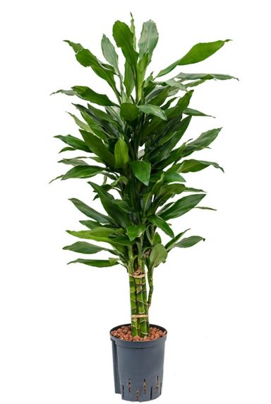 Dracaena janet lind orange graines
