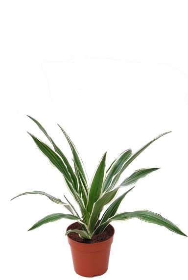 Dracaena white stripe plantje