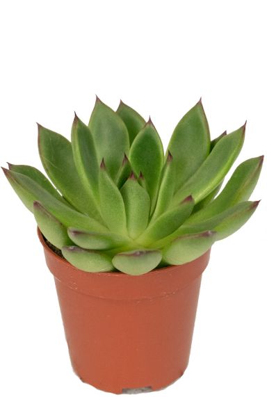 Echeveria red tips plants