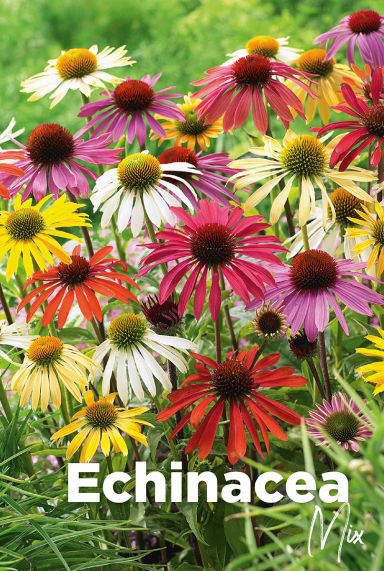 Echinacea mix bulbes a fleurs
