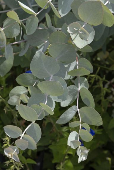 Eucalyptus gunnii azura plante de jardin p15