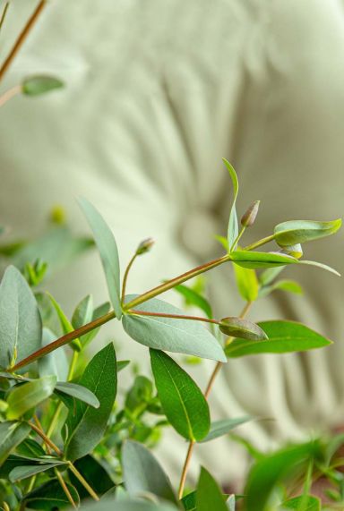 Eucalyptus parvifolia oliva plante de jardin