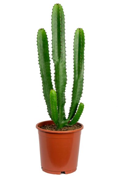 Euphorbia acruensis cactus 