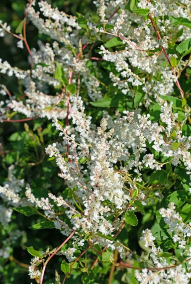 Fallopia aubertii plante de jardin