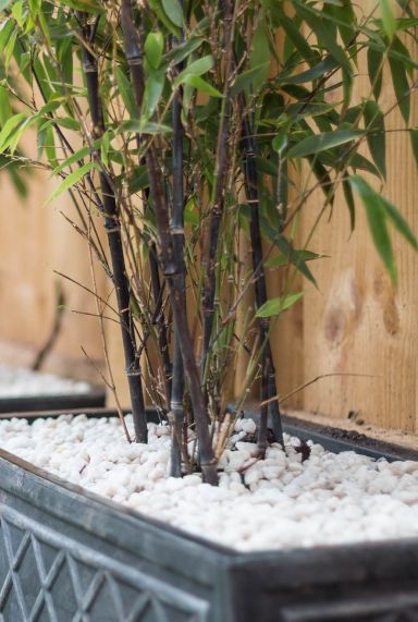 Fargesia nitida black pearl plante de jardin p22