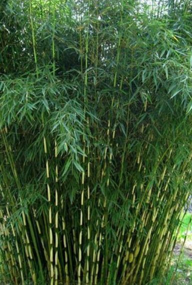 Fargesia robusta campbell plante de jardin p28