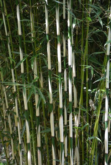 Fargesia robusta campbell tuinplant p22