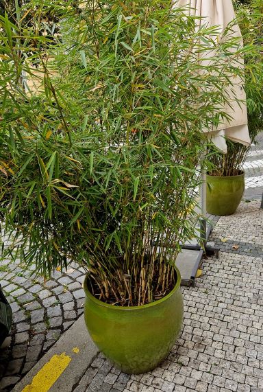 Fargesia rufa bamboo plante de gardin