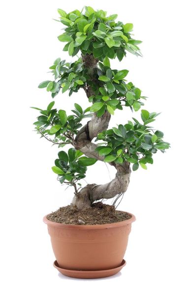 Ficus ginseng bonsai plante d interieur
