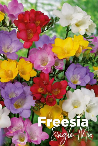 Freesia single mix bulbes a fleurs