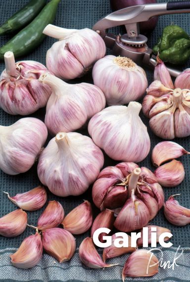 Garlic pink bulbes d ail